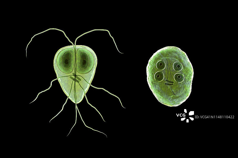 梨形鞭毛虫原生动物插图图片素材