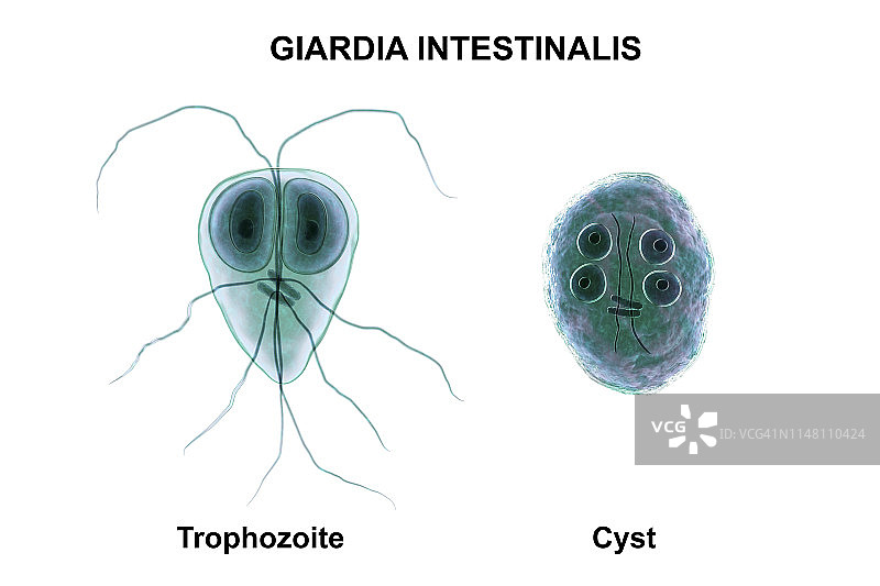 梨形鞭毛虫原生动物插图图片素材