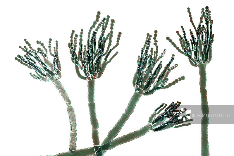 青霉菌插图图片素材