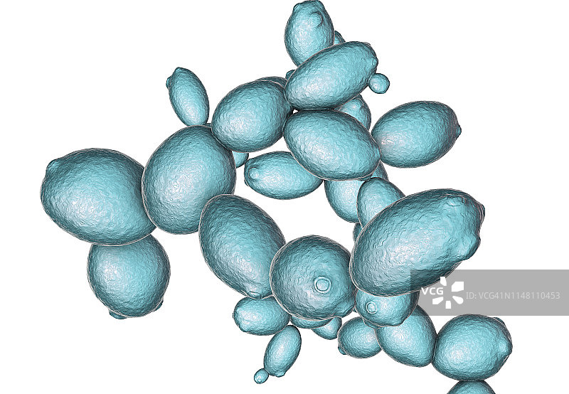 酿酒酵母插画图片素材