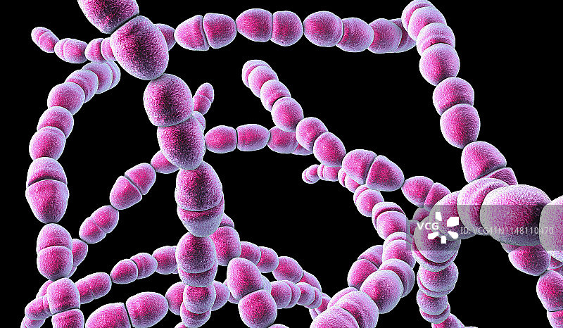 嗜热链球菌细菌插图图片素材
