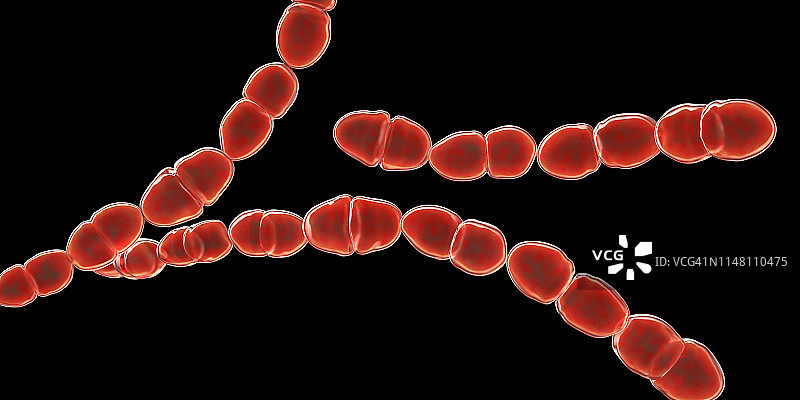 嗜热链球菌细菌插图图片素材