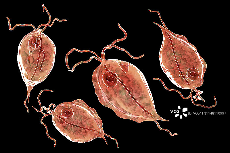 人五鞭毛虫肠道寄生虫插图图片素材