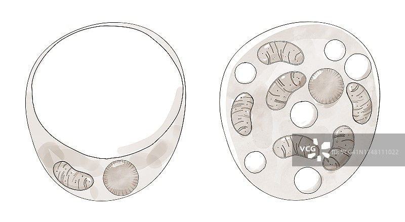 白色棕色脂肪细胞插图图片素材