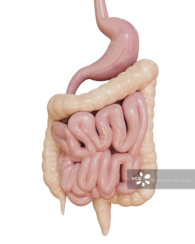 消化系统图示图片素材