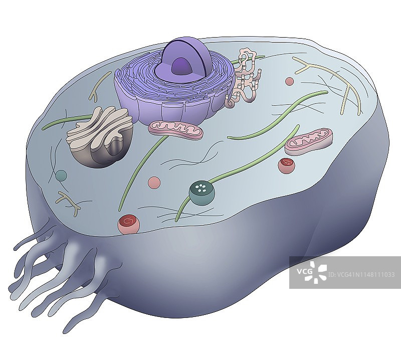 细胞结构，图示图片素材