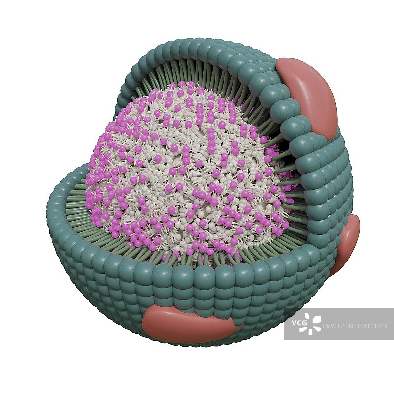 胆固醇脂蛋白图示图片素材