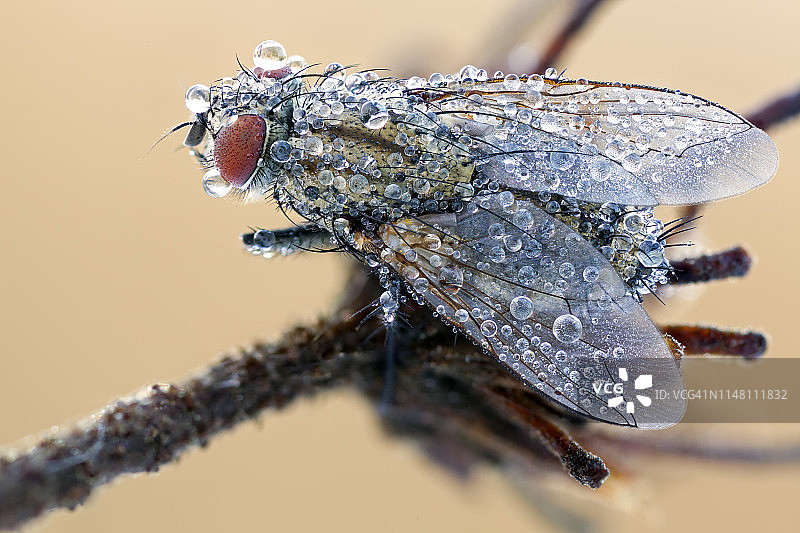 麻蝇图片素材