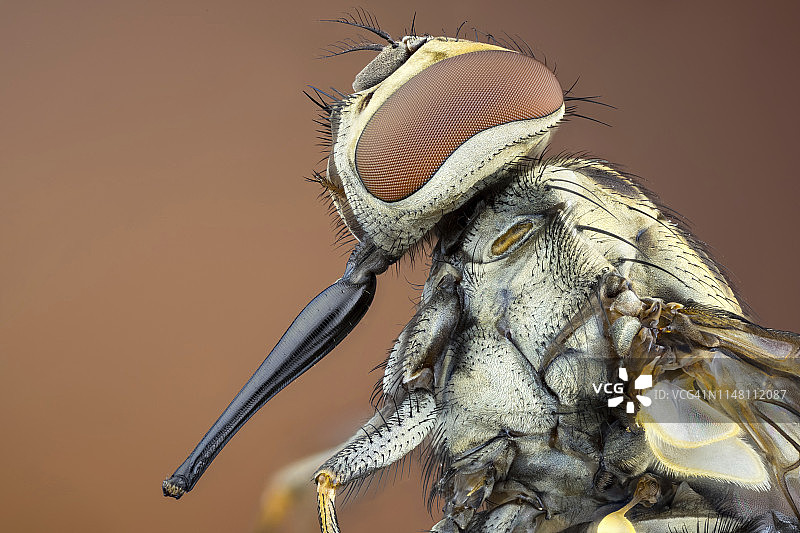 厩螫蝇图片素材