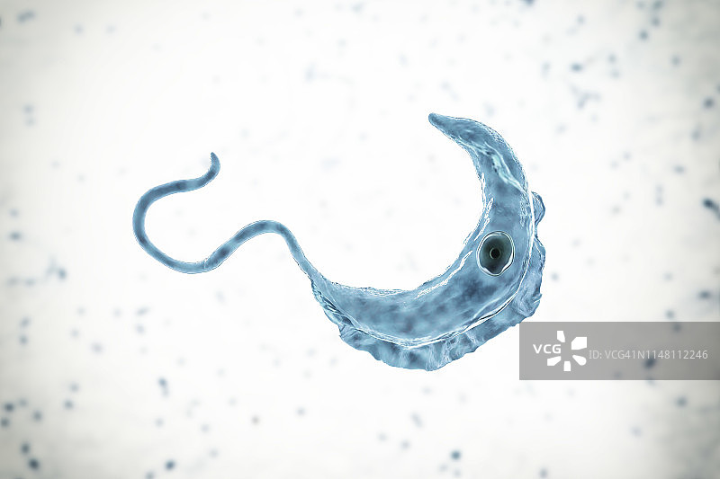 昏睡病寄生虫，图示图片素材