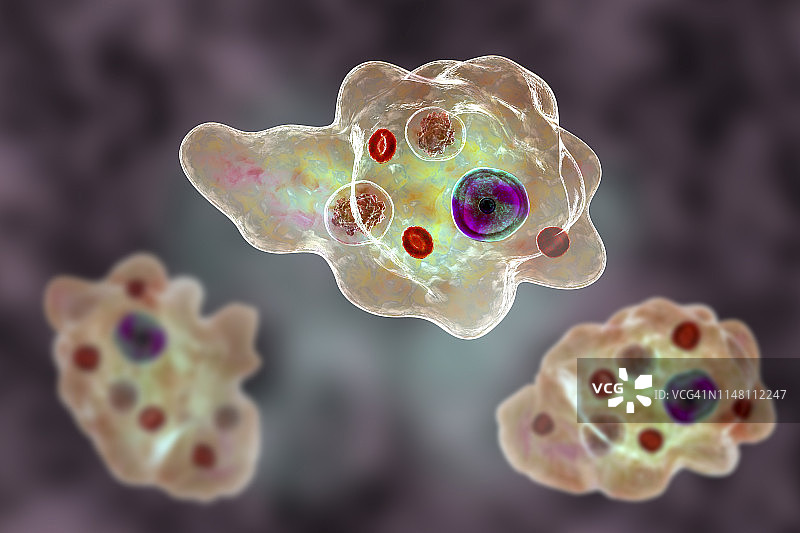 寄生阿米巴图示图片素材