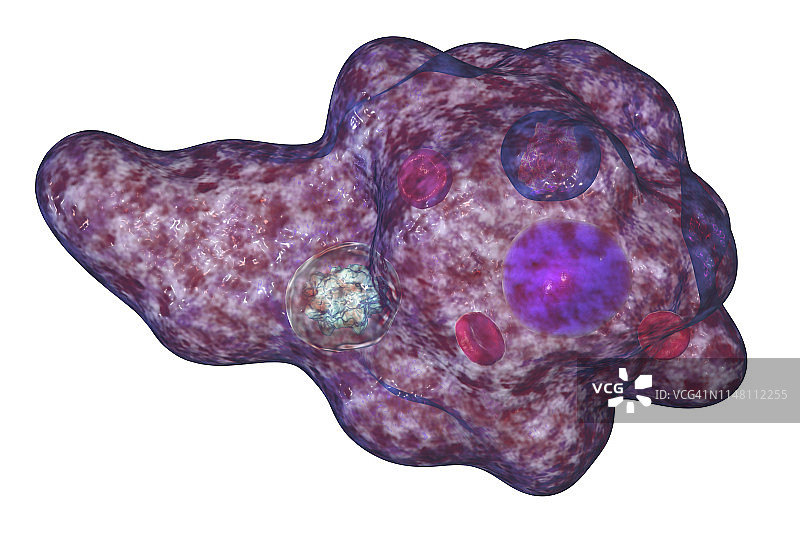 寄生阿米巴图示图片素材