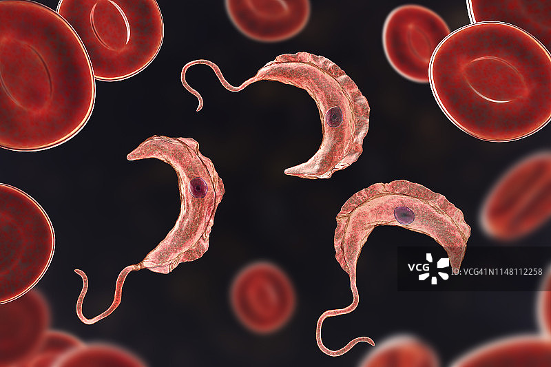 昏睡病寄生虫，图示图片素材