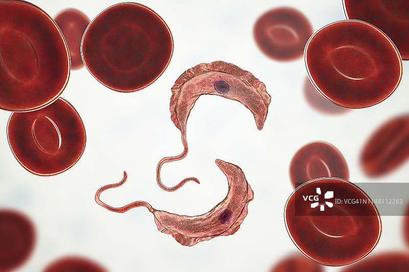 昏睡病寄生虫，图示图片素材