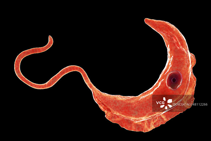 昏睡病寄生虫，图示图片素材