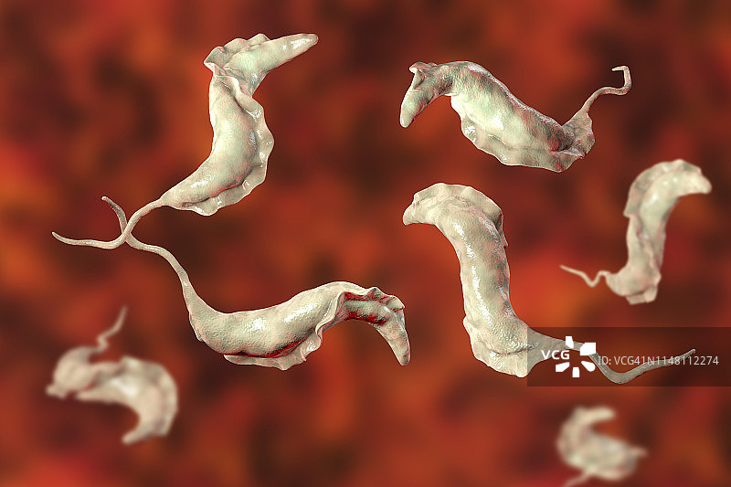 南美锥虫病寄生虫插图图片素材