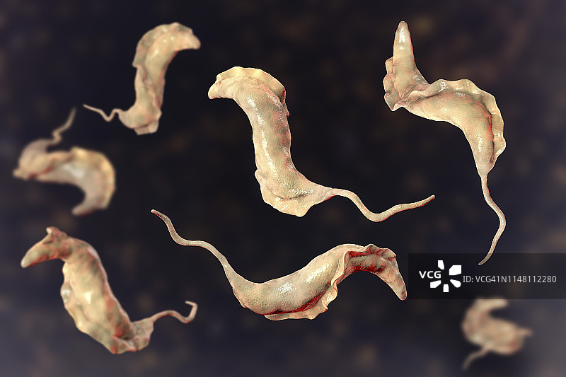 南美锥虫病寄生虫插图图片素材