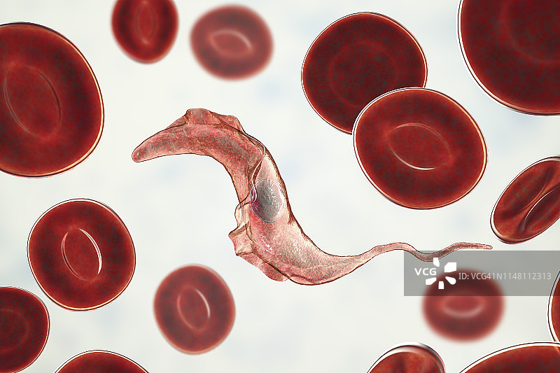 南美锥虫病寄生虫插图图片素材