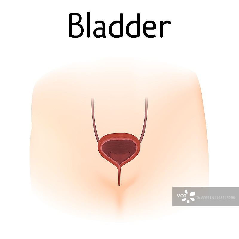 膀胱插图图片素材