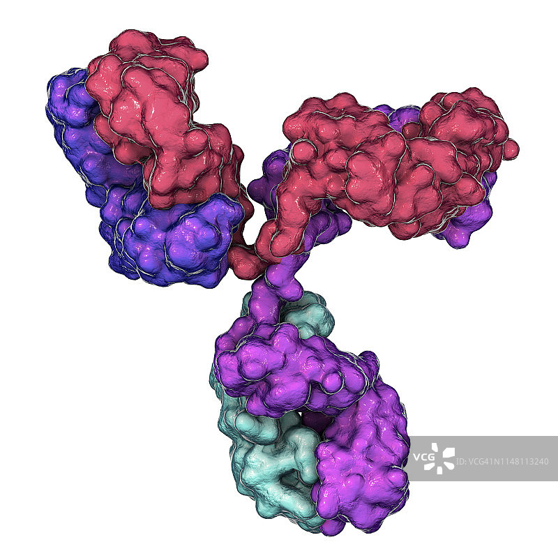 免疫球蛋白G抗体分子模型图片素材