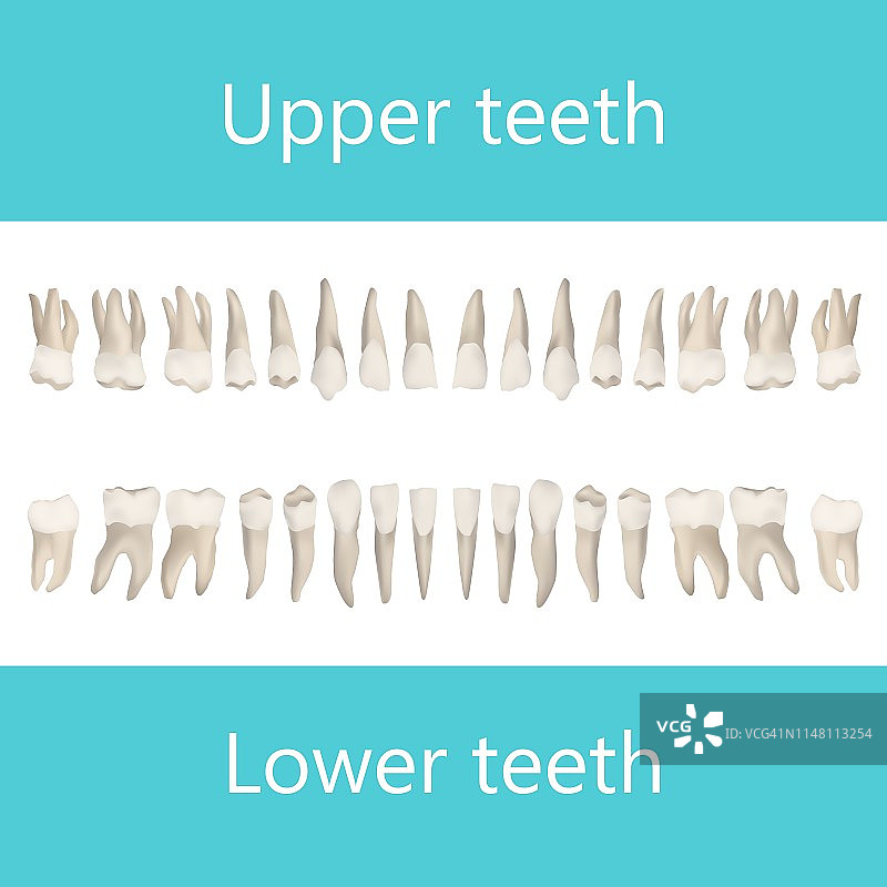 上下颌成人牙齿插图图片素材
