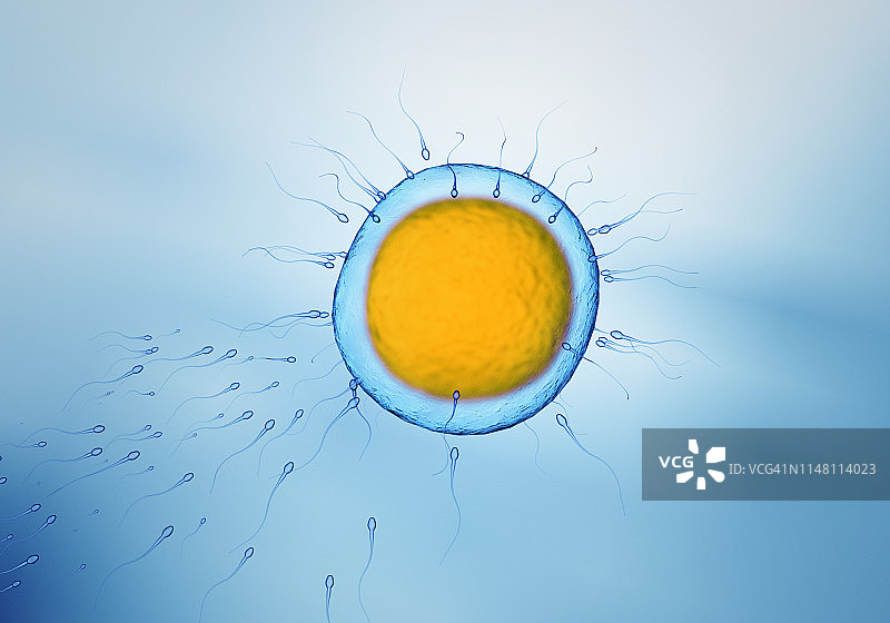 受精作用插图图片素材