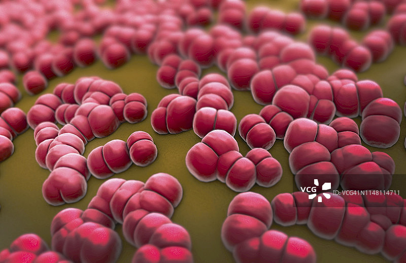 脑膜炎球菌细菌，图示图片素材