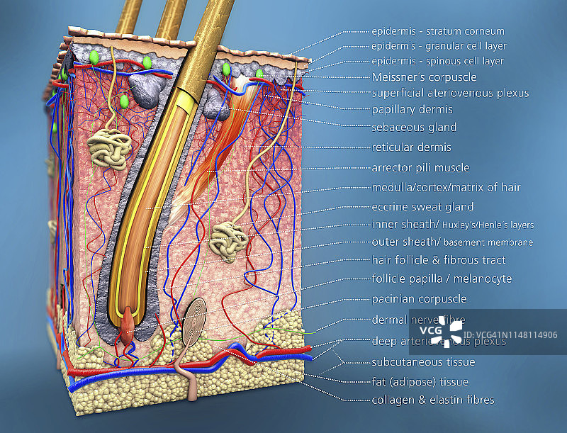 人体皮肤插画图片素材