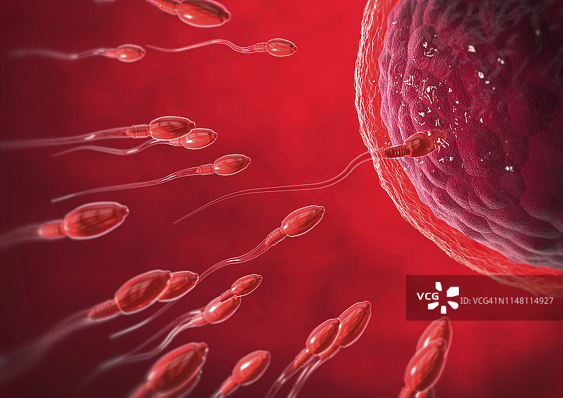 受精作用插图图片素材