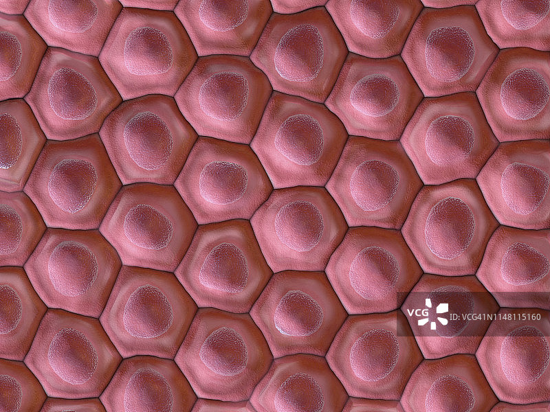 细胞插图图片素材