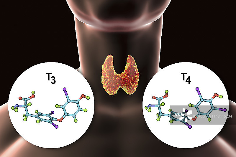甲状腺与甲状腺激素分子结构图图片素材