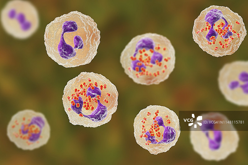 中性粒细胞内的淋病奈瑟菌，图示图片素材