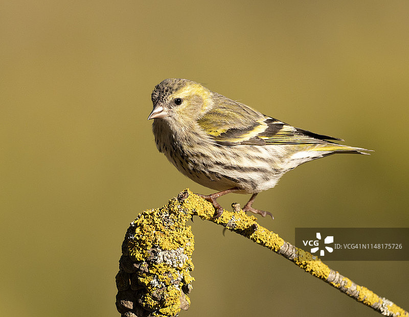 雄性欧亚金翅雀特写，站立于自然树枝上图片素材