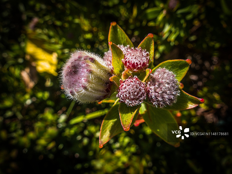 戈登湾针垫花，南非图片素材