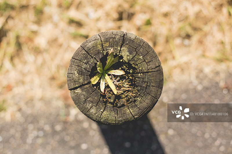 木桩里生长的小植物图片素材