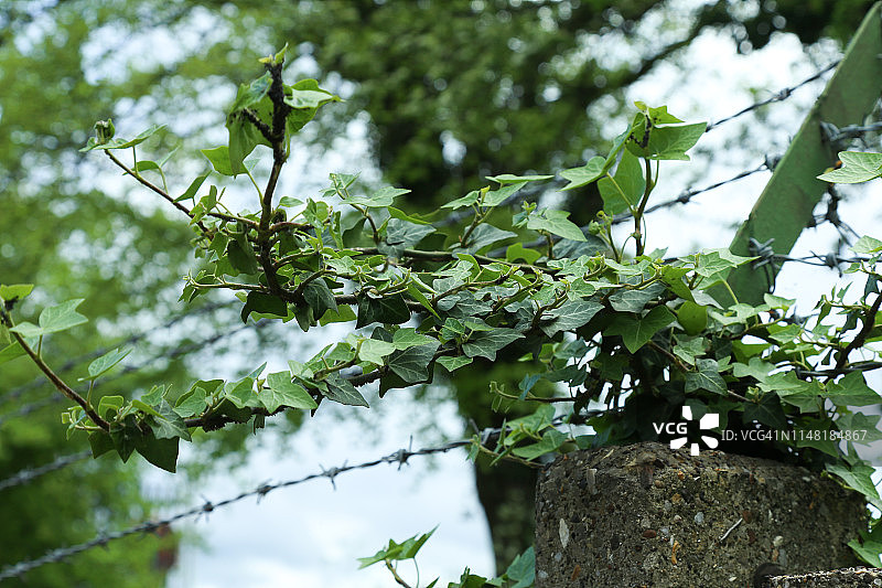 带刺铁丝网和常春藤树的特写图片素材