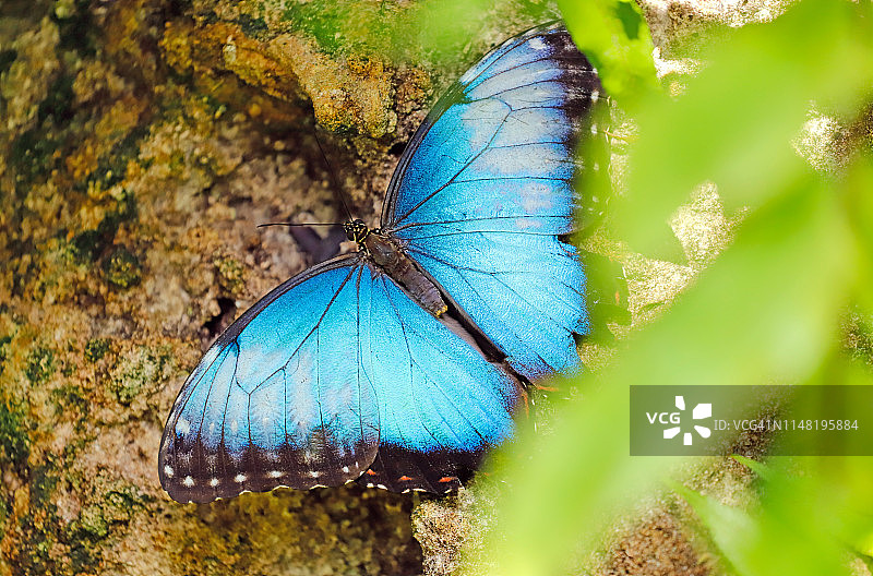 蓝色大闪蝶蝴蝶图片素材