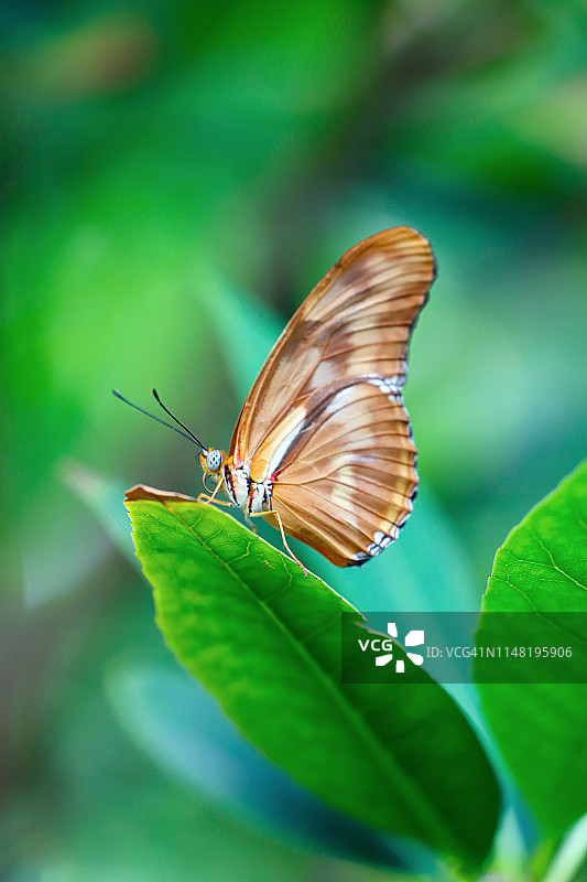 朱莉娅蝴蝶侧视图图片素材