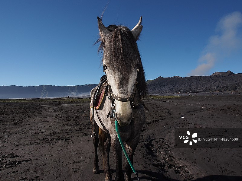 宠物马图片素材