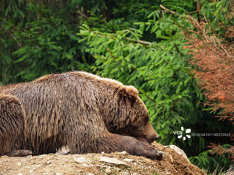 棕熊在杉树林中休息图片素材