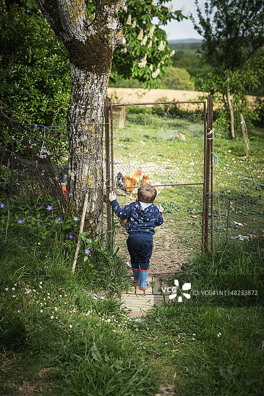 一个小男孩在鸡舍里观看鸡的背影图片素材