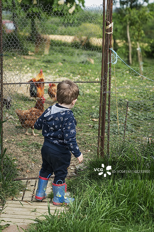 一个小男孩在鸡舍里观看鸡的背影图片素材