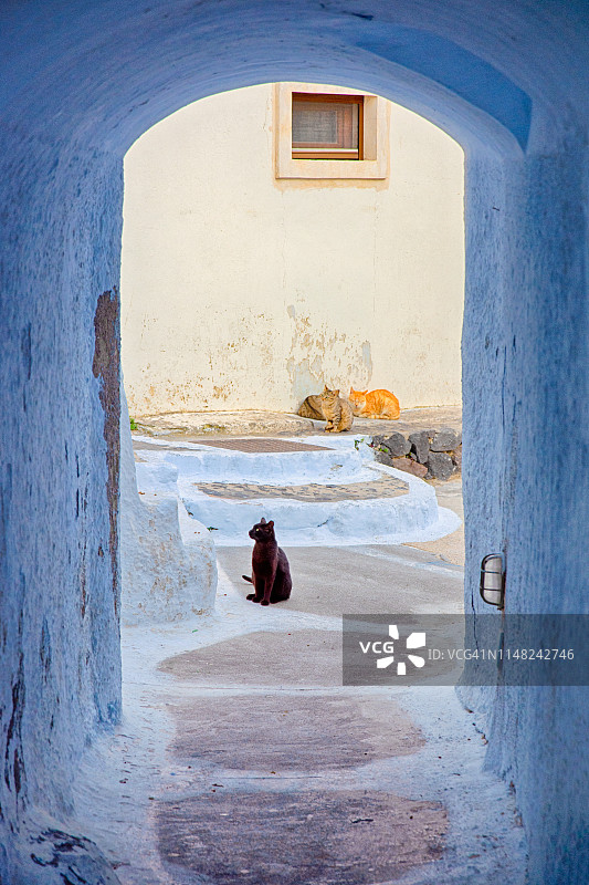 希腊圣托里尼皮尔戈斯的黑猫图片素材
