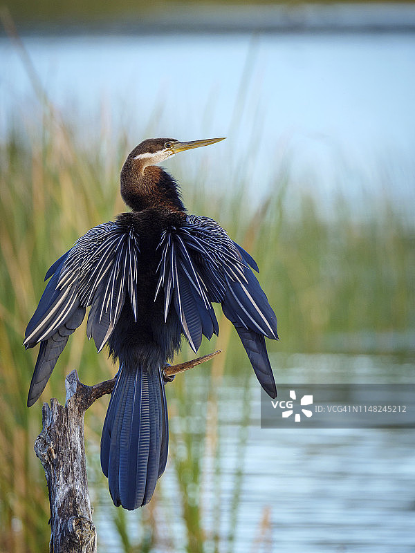 非洲蛇鹈（Anhinga rufa），花园大道，西开普省，南非图片素材