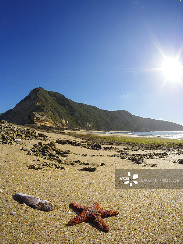 红色海星（Callopatiria granifera）。南非西开普省花园大道塞尔治费尔德附近的格里克角图片素材