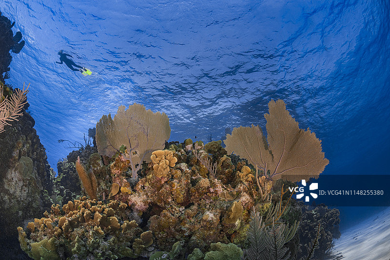 加勒比珊瑚礁和潜水员图片素材