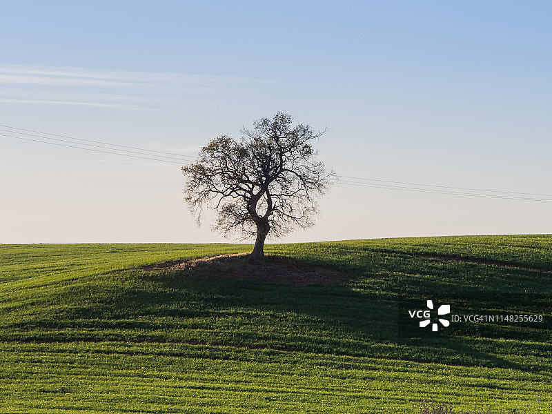 大麦田里的一棵孤树，孤独的概念图片素材