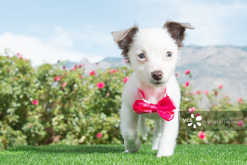 系着蝴蝶结的混种小狗，希望被收养图片素材
