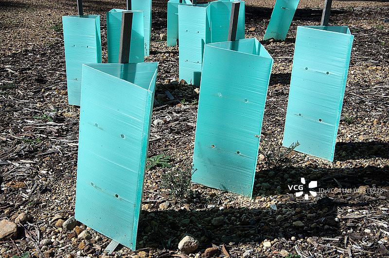 塑料瓦楞树木保护罩，保护幼树免受风害和动物啃食图片素材