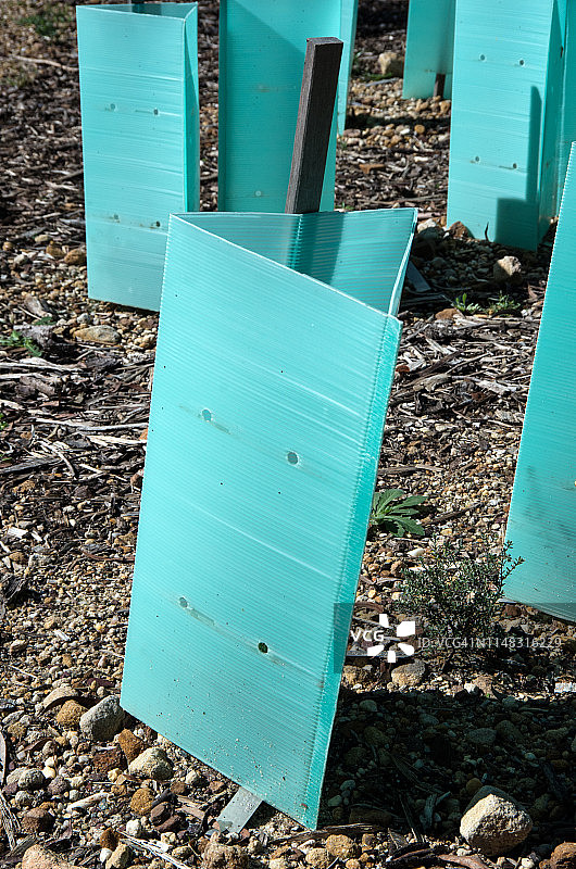 塑料瓦楞树木保护罩，保护幼树免受风害和动物啃食图片素材